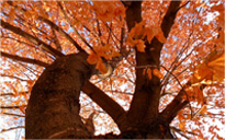 在线电话压力测试