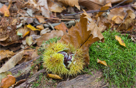 无限轰炸手机软件短信下载